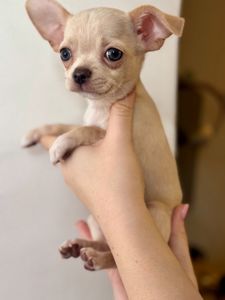 Цуценя Чихуахуа