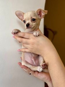 Цуценя Чихуахуа