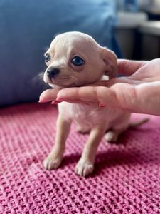 Цуценя Чихуахуа