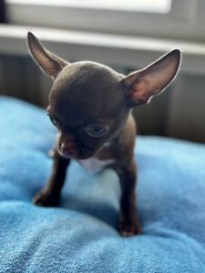 Цуценя Чихуахуа