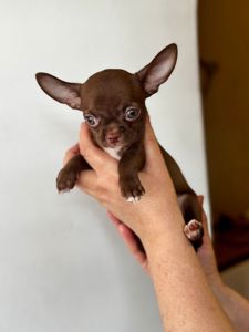 Цуценя Чихуахуа