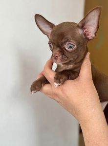 Цуценя Чихуахуа