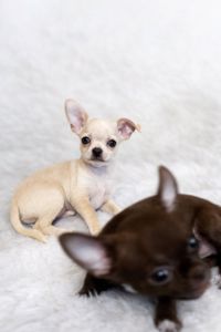 Цуценя Чихуахуа