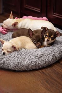 Цуценя Чихуахуа