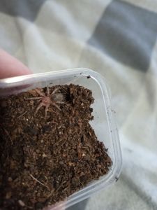 Grammostola Rosea Red