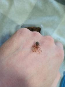 Grammostola Rosea Red
