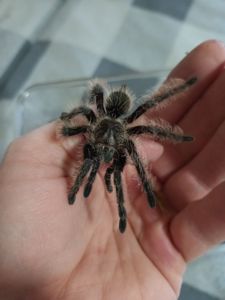 Tliltocatl Albopilosus Nicaragua