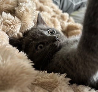 Плюшеве шотландське кошеня — готове переїхати у люблячу родину