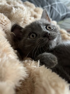 Плюшеве шотландське кошеня — готове переїхати у люблячу родину