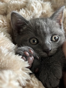 Плюшеве шотландське кошеня — готове переїхати у люблячу родину