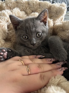 Плюшеве шотландське кошеня — готове переїхати у люблячу родину