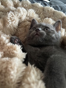 Плюшеве шотландське кошеня — готове переїхати у люблячу родину