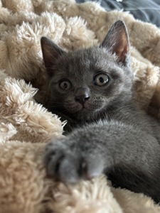 Плюшеве шотландське кошеня — готове переїхати у люблячу родину