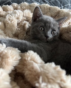 Плюшеве шотландське кошеня — готове переїхати у люблячу родину