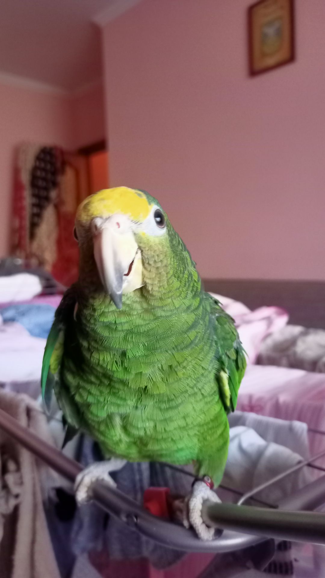 Продам ручного розмовляючого амазона