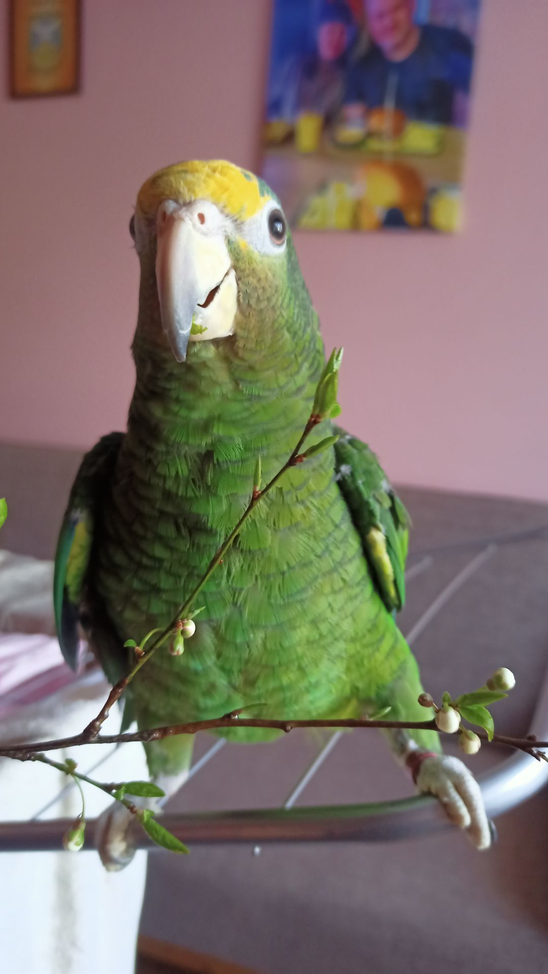 Продам ручного розмовляючого амазона