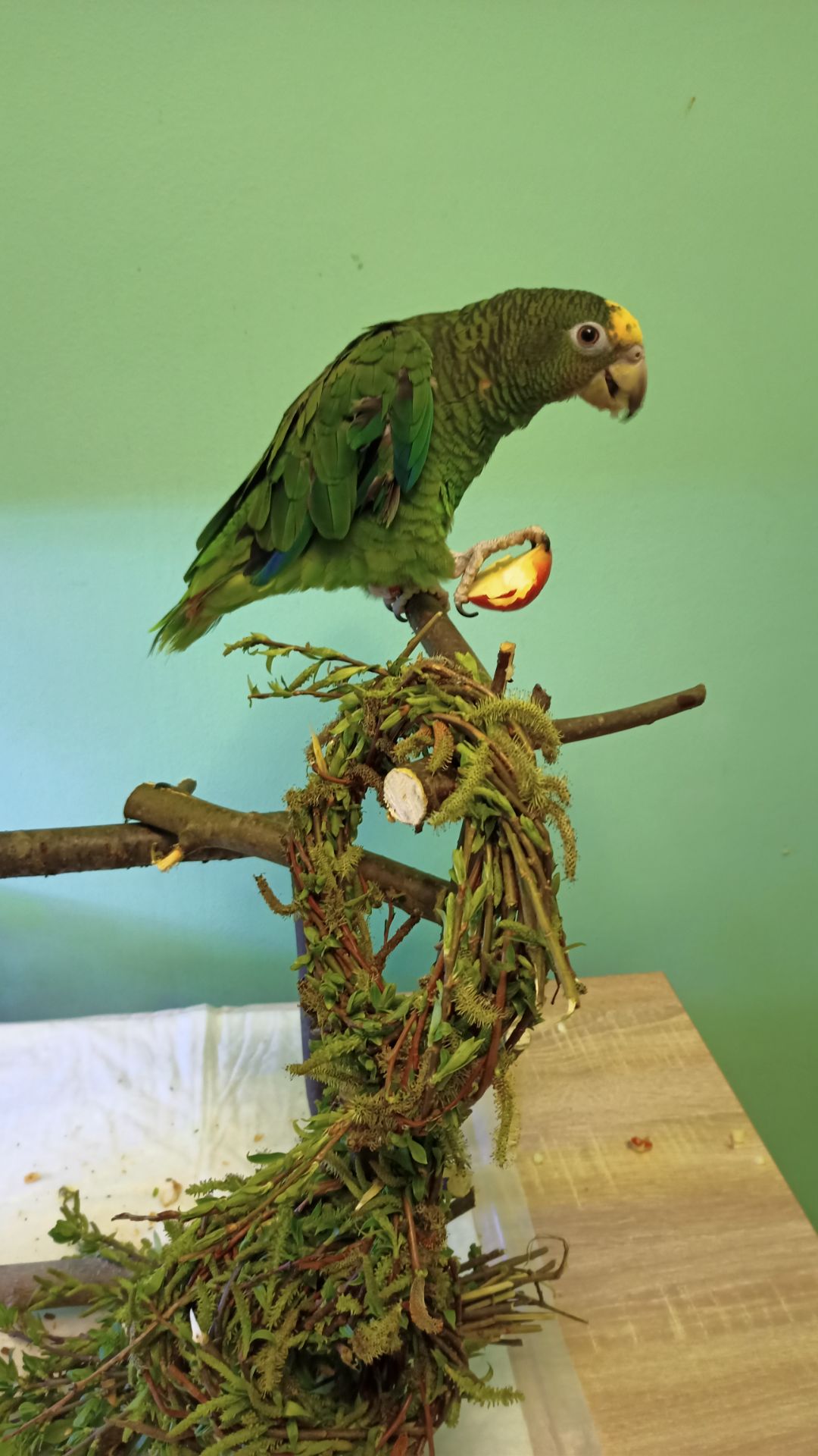 Продам ручного розмовляючого амазона