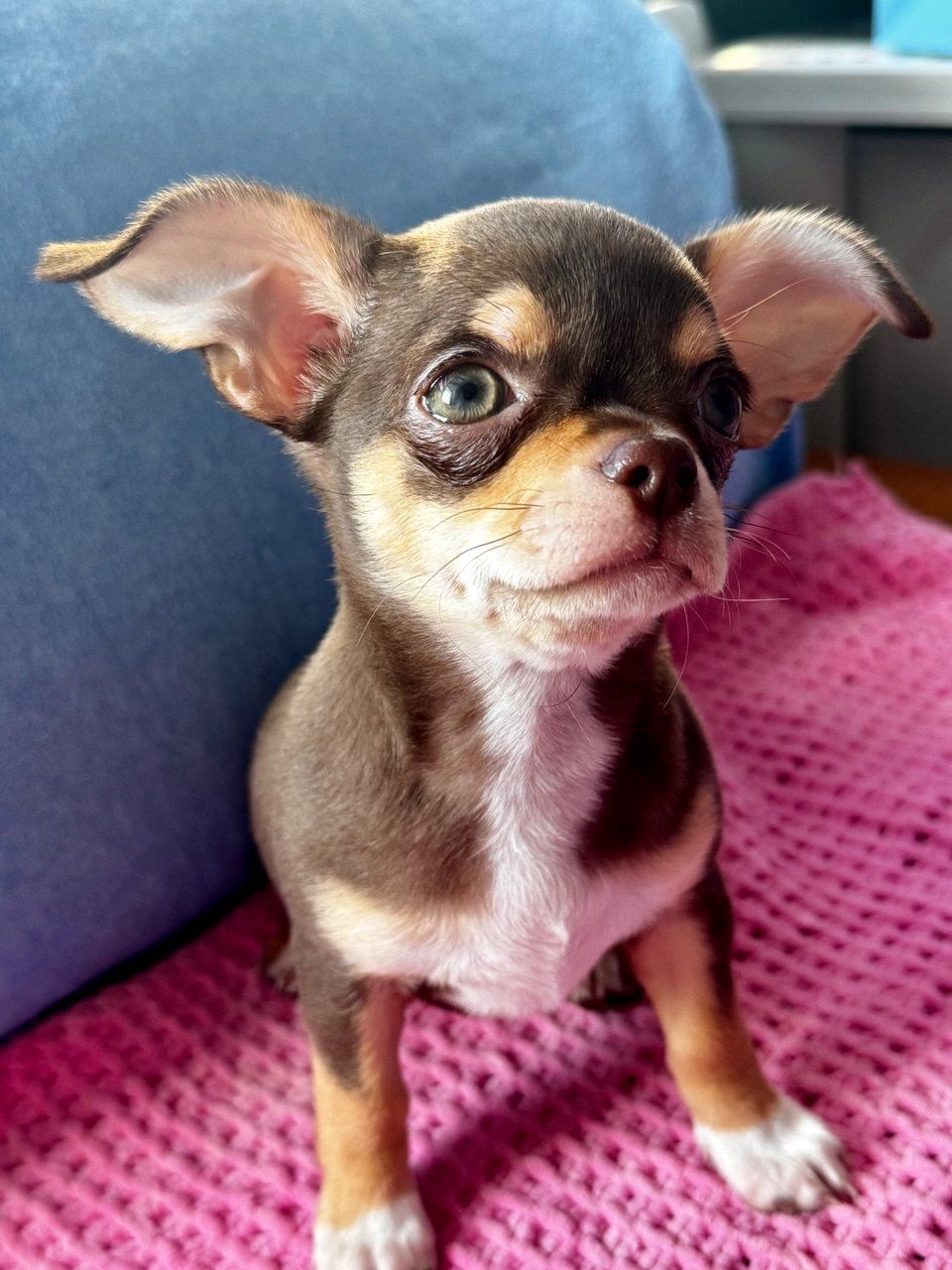 Цуценя Чихуахуа