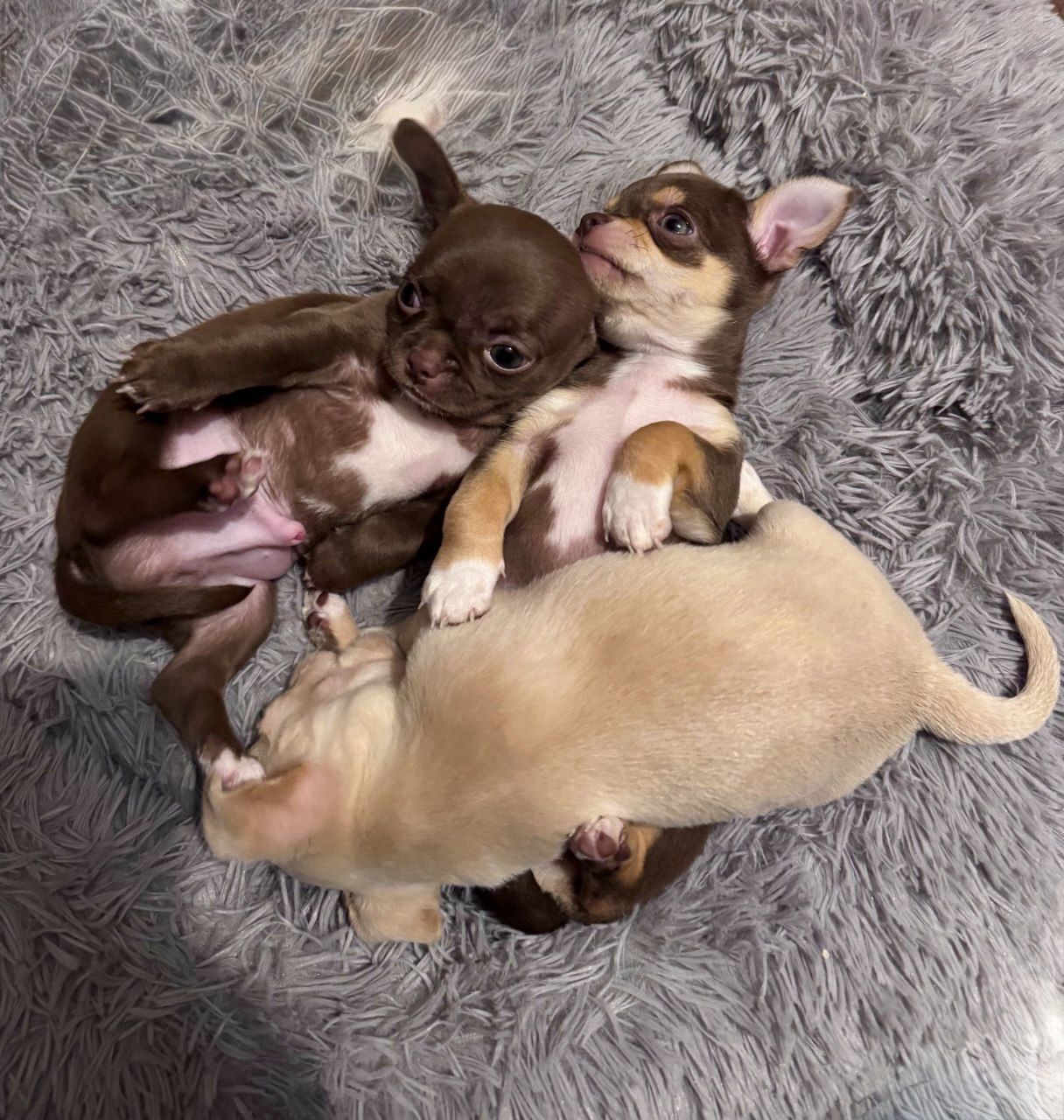 Цуценя Чихуахуа