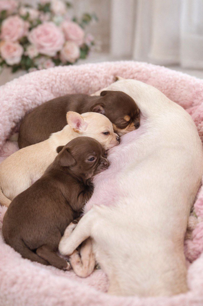 Цуценя Чихуахуа