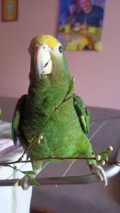 Продам ручного розмовляючого амазона