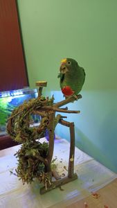 Продам ручного амазона