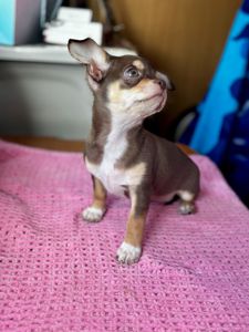 Цуценя Чихуахуа