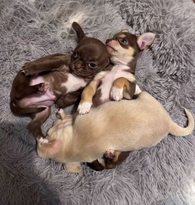 Цуценя Чихуахуа