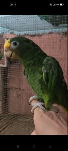 Продам ручного розмовляючого амазона