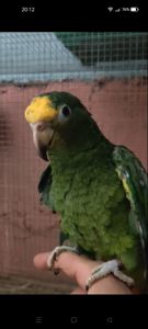 Продам ручного розмовляючого амазона