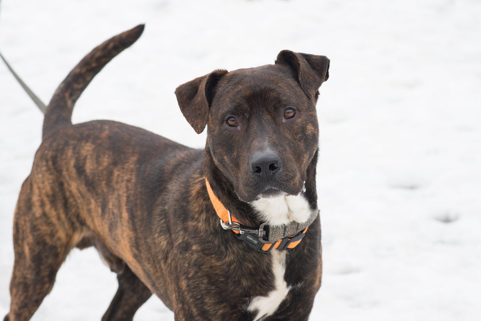 Неймовірно крутий пес шукає родину 🏡