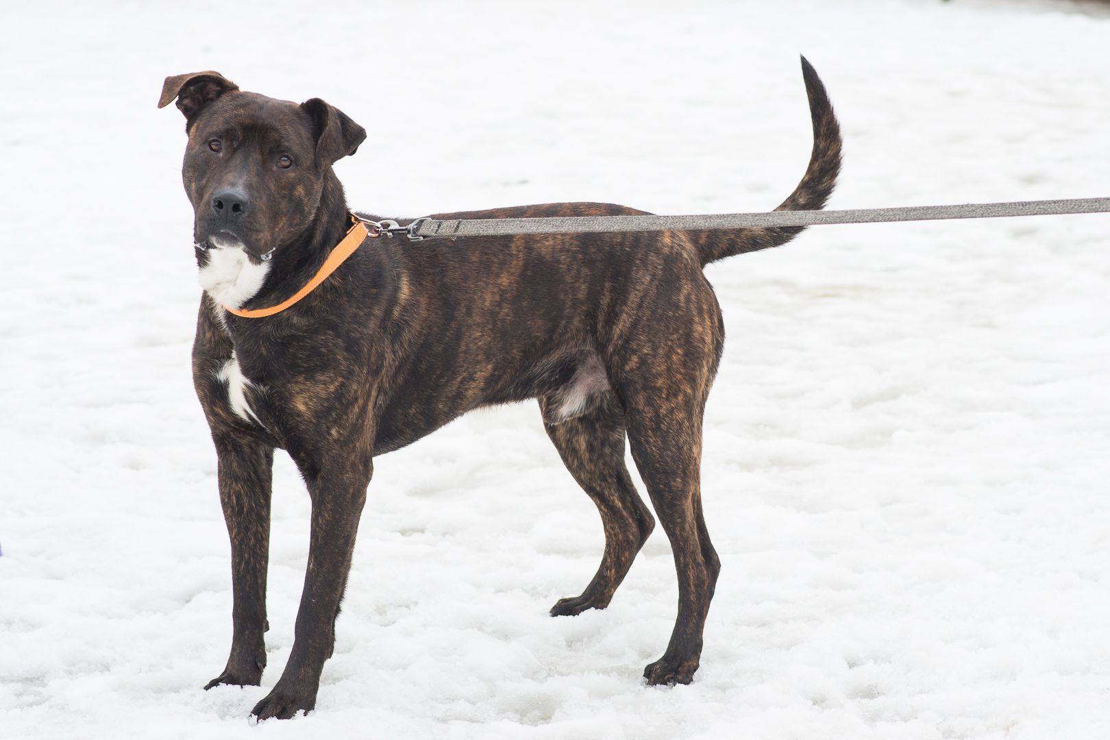 Неймовірно крутий пес шукає родину 🏡