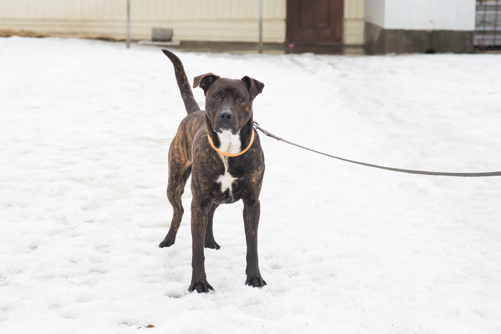 Неймовірно крутий пес шукає родину 🏡