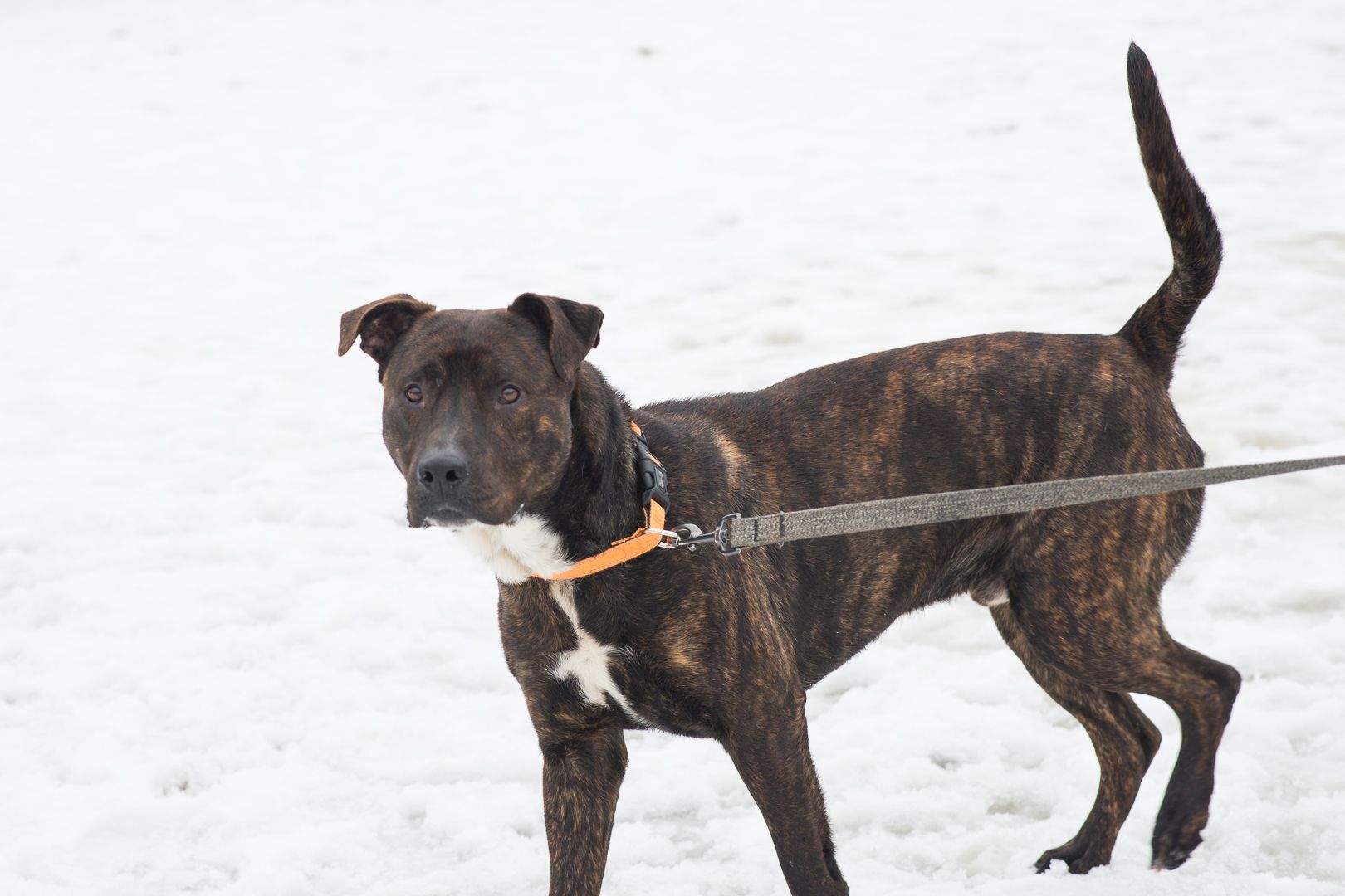 Неймовірно крутий пес шукає родину 🏡