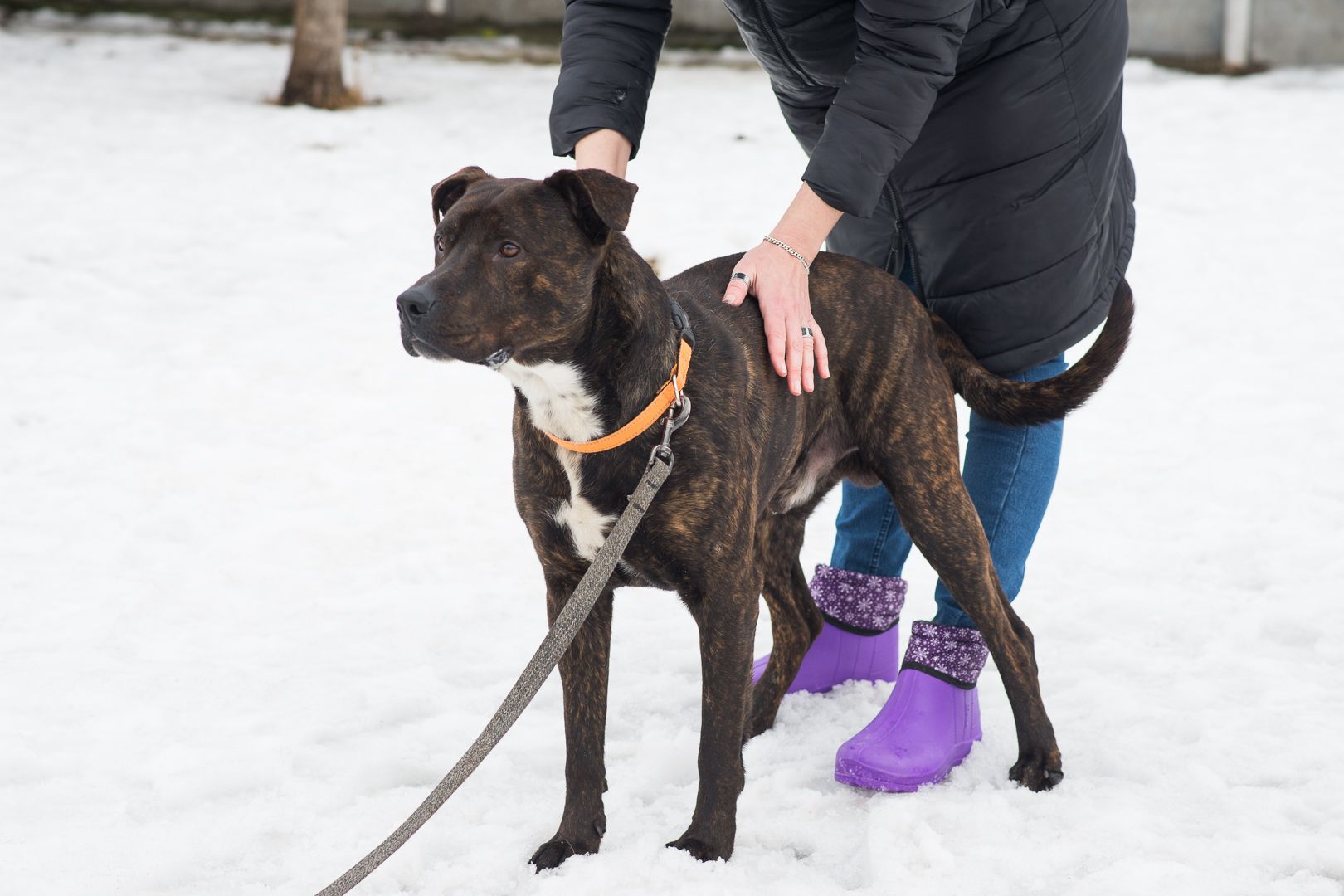Неймовірно крутий пес шукає родину 🏡