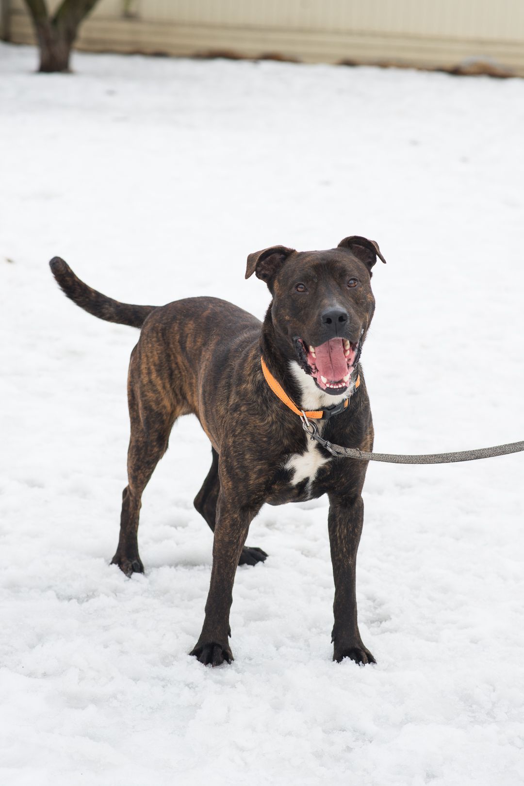 Неймовірно крутий пес шукає родину 🏡