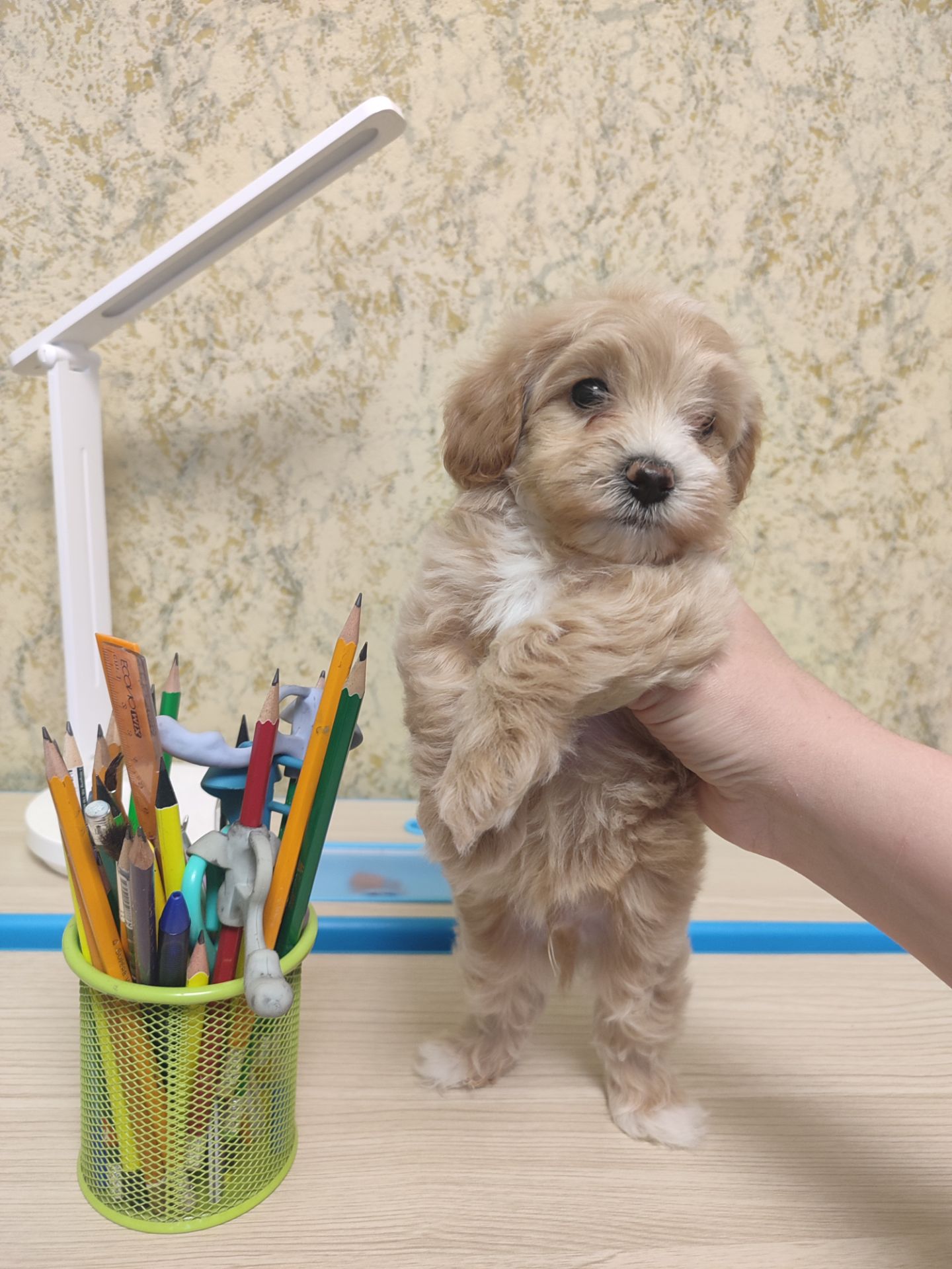 Хлопчики мальтипу Ф1