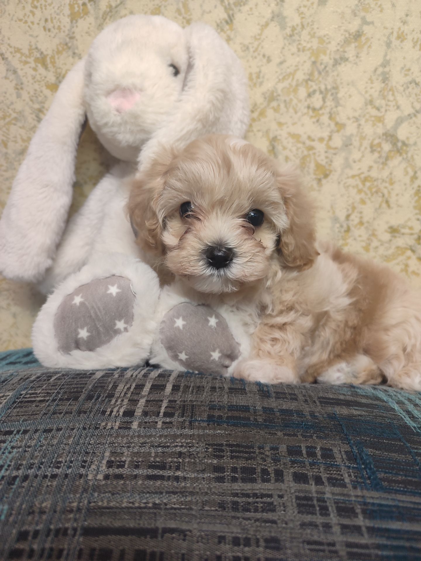 Хлопчики мальтипу Ф1