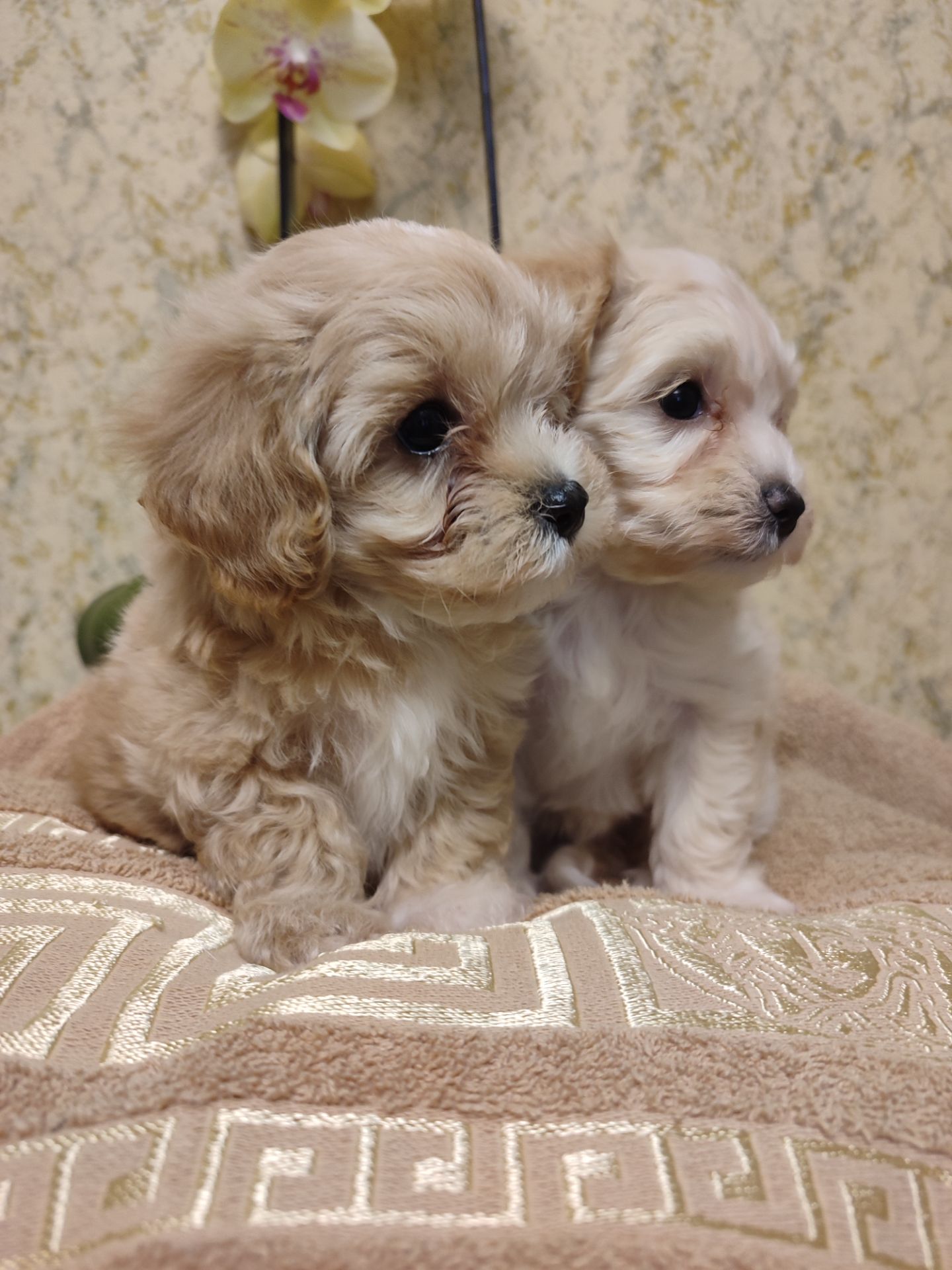 Хлопчики мальтипу Ф1