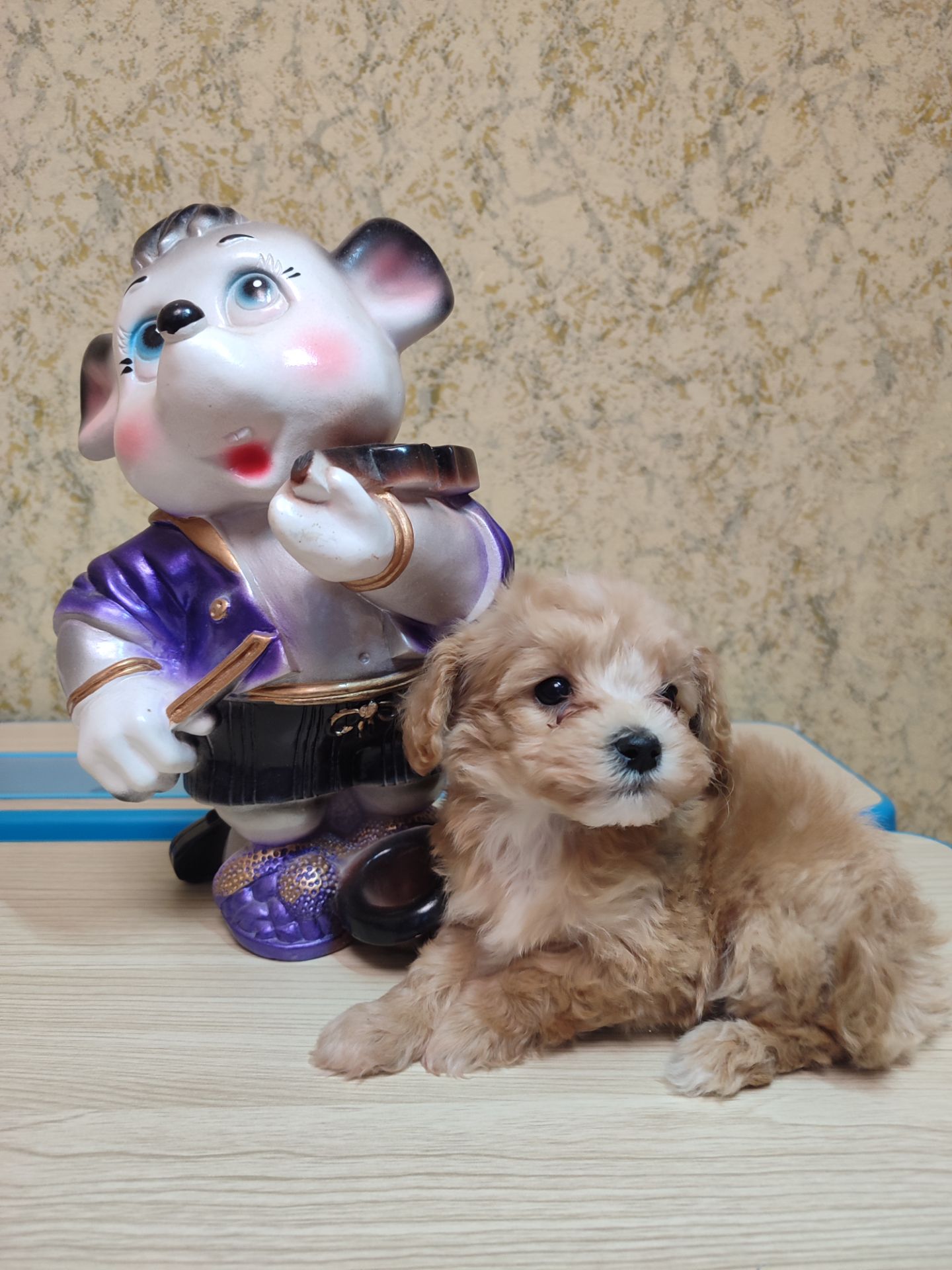 Хлопчики мальтипу Ф1