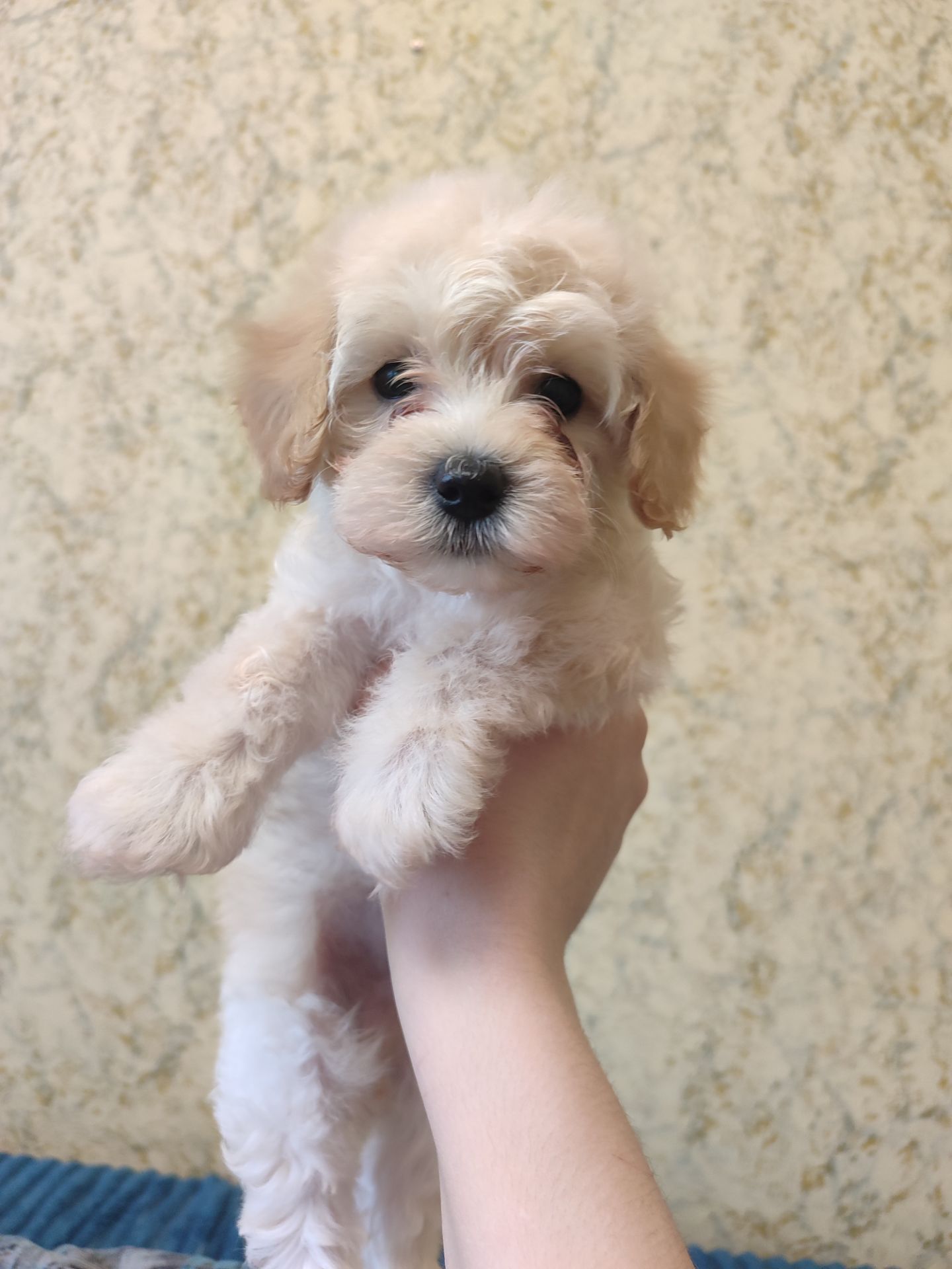 Хлопчики мальтипу Ф1