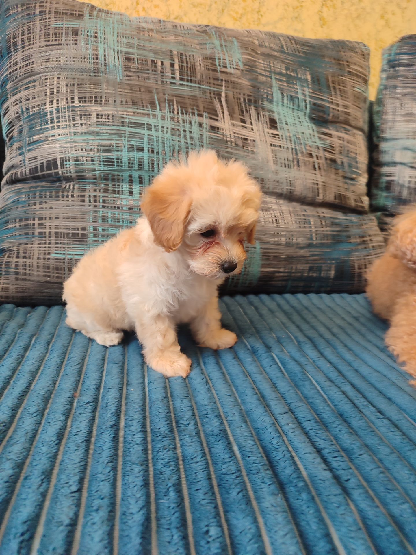 Хлопчики мальтипу Ф1