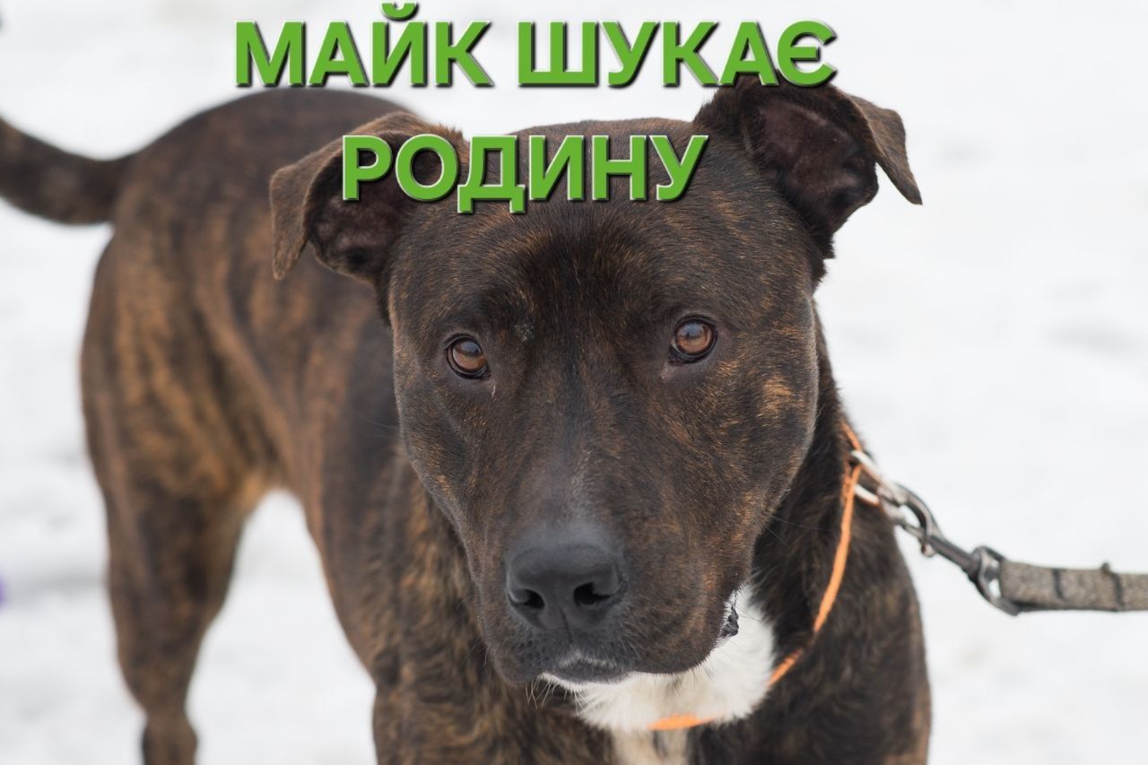 Неймовірно крутий пес шукає родину 🏡