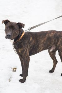 Неймовірно крутий пес шукає родину 🏡