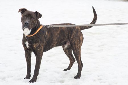 Неймовірно крутий пес шукає родину 🏡