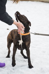 Неймовірно крутий пес шукає родину 🏡