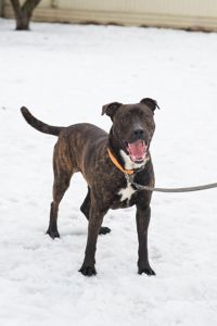 Неймовірно крутий пес шукає родину 🏡