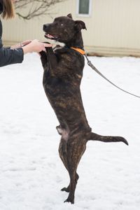 Неймовірно крутий пес шукає родину 🏡