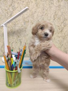 Хлопчики мальтипу Ф1