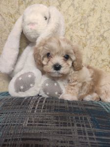 Хлопчики мальтипу Ф1